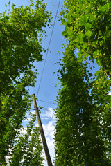 Hopfen, Hopfenbl&uuml;te