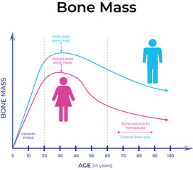 Age-Related Bone Mass Changes and Peak Bone Mass by Gender vector Illustaration