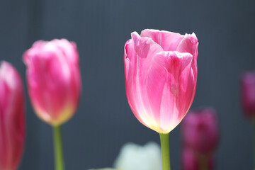 Closeup of a Gorgeous Pink Tulip Blooming in the Sunlight