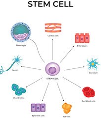 Fototapeta premium Stem Cell Differentiation and Specialized Cell Types