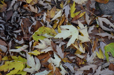 autumn leaves