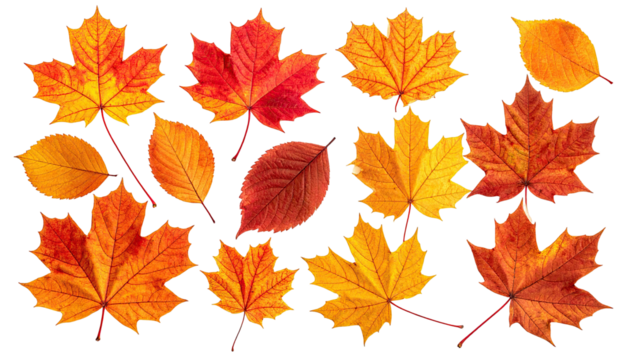 Vivid autumn leaves in red, yellow and orange on black background