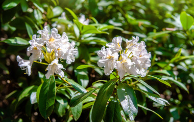 white rhododendron blooms in the Botanical garden