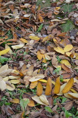 autumn leaves