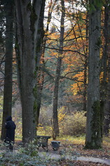 autumn in the forest