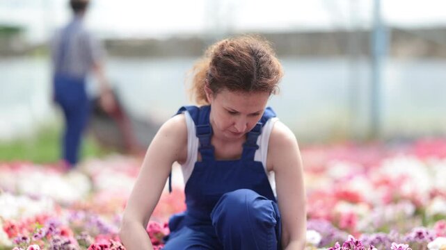 Girl at exhibition of ornamental plants, looking at geraniums in shop window. Woman is interested in plants, holding a pot with a plant in her hands. High quality 4k footage