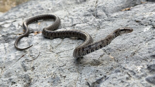 Natrix tessellata snake