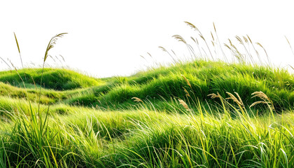 Grassy hills under sunshine, cropped