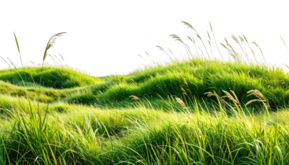Grassy hills under sunshine, cropped