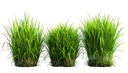 Three clumps of grassy green foliage on a transparent backdrop