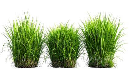 Three clumps of grassy green foliage on a transparent backdrop