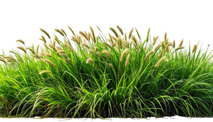 Lush green fountain grass with feathery plumes on black