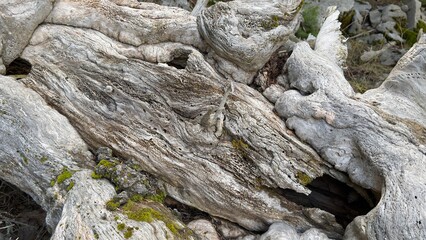 trunk details and artistic details of a fallen tree in the forest texture