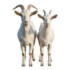 Fototapeta premium Two white goats standing side by side facing forward with majestic horns and curious expressions isolated on transparent background