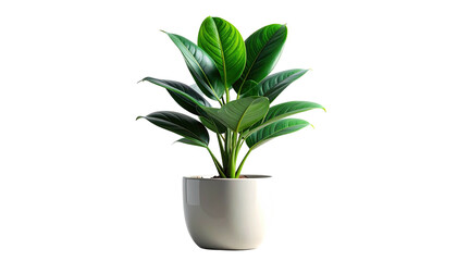 Green plant in a white pot, isolated on black background