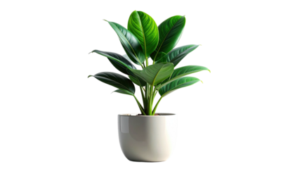 Green plant in a white pot, isolated on black background