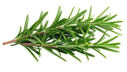 Aromatic rosemary sprigs, slender green leaves, brown stems visible