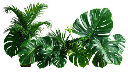 Lush arrangement of monstera and palm leaves on black