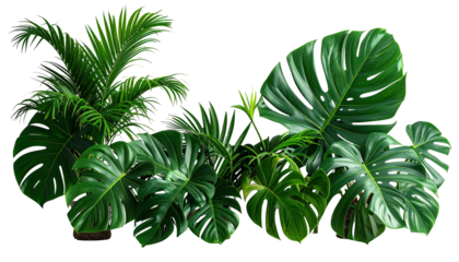 Lush arrangement of monstera and palm leaves on black