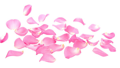 Pink rose petals scattered across a stark black background