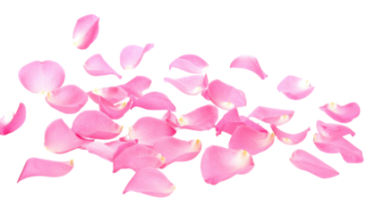 Pink rose petals scattered across a stark black background