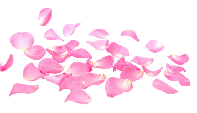 Pink rose petals scattered across a stark black background