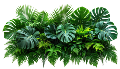 Lush, green tropical foliage with monstera and fern leaves