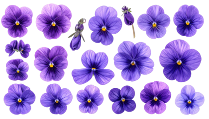 Pattern of violet pansies in bloom on a black background