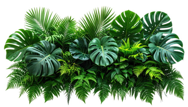 Lush, green tropical foliage with monstera and fern leaves