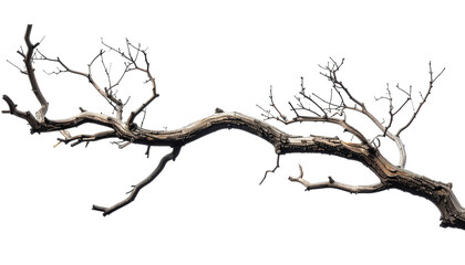 Twisted, gnarled dead branch, isolated against a dark background