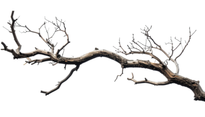 Twisted, gnarled dead branch, isolated against a dark background