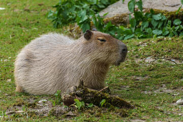 The Capybara, Hydrochoerus hydrochaeris is the largest living rodent in the world.