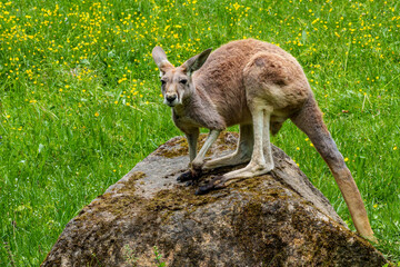 The red kangaroo, Macropus rufus is the largest of all kangaroos and the largest extant marsupial. © rudiernst