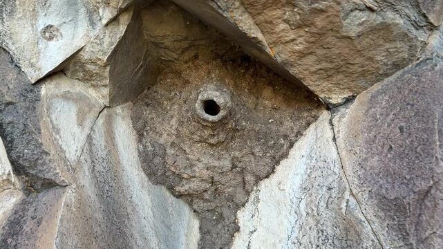 an architectural nest built under a rock by a species of nuthatch