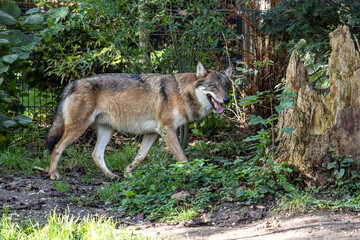 European Grey Wolf, Canis lupus in a german park