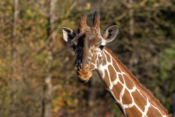 The giraffe, Giraffa camelopardalis is an African mammal