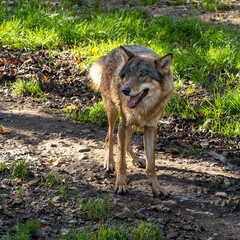 European Grey Wolf, Canis lupus in a german park