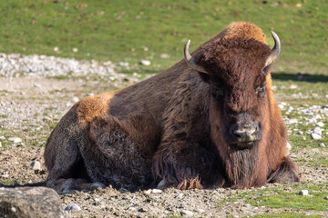 American buffalo known as bison, Bos bison in a german park