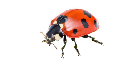 Close up of a vibrant red ladybug with black spots on a stark on transparent background
