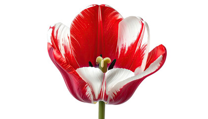 Striking tulip with red & white petals, isolated on black