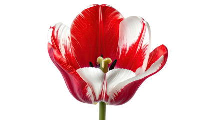 Striking tulip with red & white petals, isolated on black