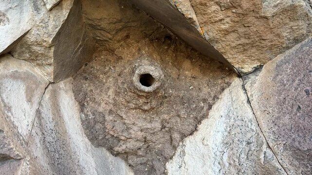 the wonderful shelter nest and living space that the nuthatch builds and weaves with mud