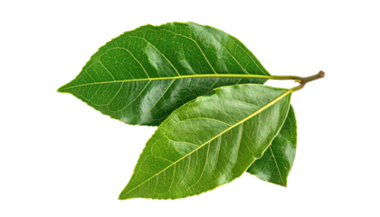 Two lush green bay leaves attached to a small twig