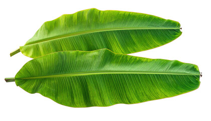 Two elongated, vibrant green banana leaves on a dark background
