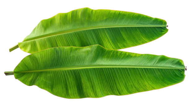 Two elongated, vibrant green banana leaves on a dark background