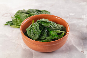 Raw green baby spinach plant