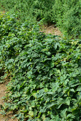 Hopfen, Junghopfen, Fechser, Hopfenfechser