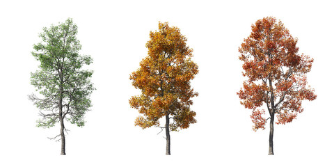 Realistic autumn trees isolated on transparent backgrounds. high quality 3d rendering. png format	