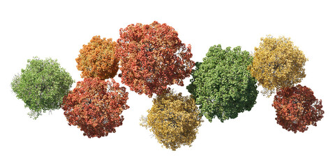 Top view autumn trees isolated on transparent backgrounds. high quality 3d rendering. png format	