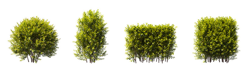 Greenary shrub bush trees collection isolated on trasparent background. 3d render png format.